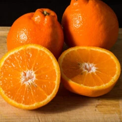 Tangelo Tree -Plant Sales Store Tangelo 3 FGT