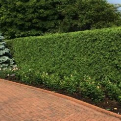 'Techny' Cold Hardy Thuja Tree -Plant Sales Store Techny Thuja 2