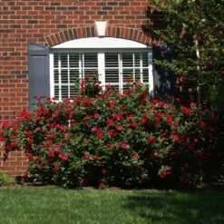 The Grand Champion™ Rose -Plant Sales Store The Grand Champion Rose 1