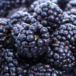 Thornless Blackberry -Plant Sales Store Thornless Blackberry 1