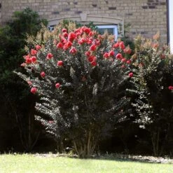 Thunderstruck™ Coral Boom™ Crape Myrtle Tree -Plant Sales Store Thunderstruck Coral Bloom 2