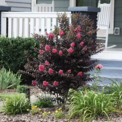 Thunderstruck™ Coral Boom™ Crape Myrtle Tree -Plant Sales Store Thunderstruck Coral Bloom 6