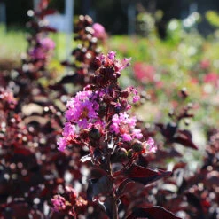 Thunderstruck™ Lavender Blast™ Crape Myrtle Tree -Plant Sales Store Thunderstruck Lavender Blast 5 FGT