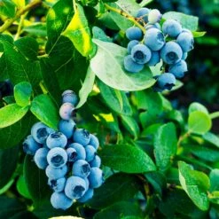 Tifblue Blueberry Bush 8 Tifblue Blueberry Bush -Plant Sales Store TifBlue Blueberry 1