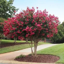 Tonto Crape Myrtle Tree -Plant Sales Store Tonto Crape Myrtle 2