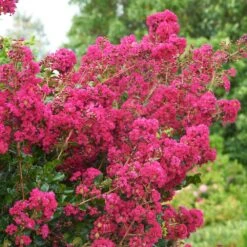 Tonto Crape Myrtle Tree -Plant Sales Store Tonto Crape Myrtle 5 FGT