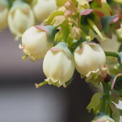 Top Hat Blueberry Bush -Plant Sales Store TopHat BLueberry 3