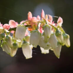 Toro Blueberry Bush - USDA Organic 12 Toro Blueberry Bush - USDA Organic -Plant Sales Store Toro Blueberry 3 1cbc3ceb 6262 43bb 917a 490851827d67