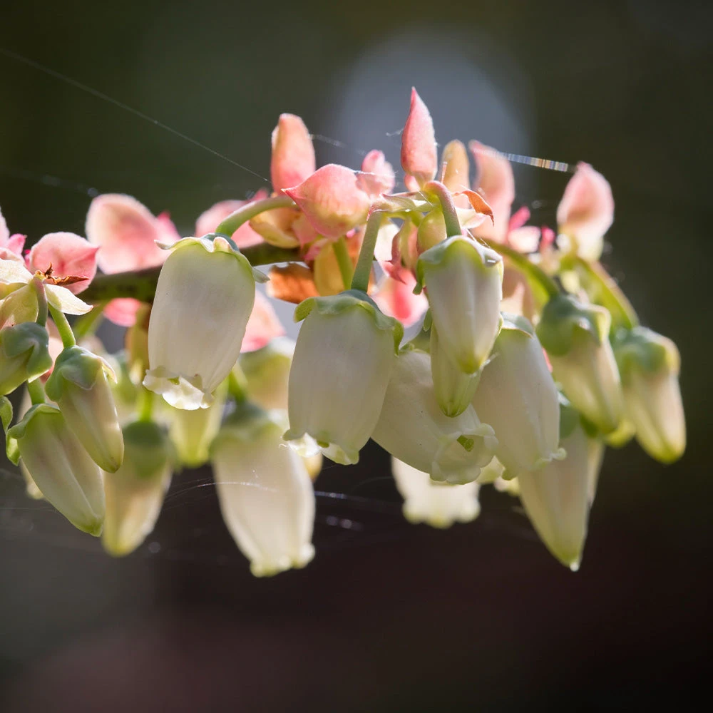 Toro Blueberry Bush - USDA Organic 6 Toro Blueberry Bush - USDA Organic - Image 6