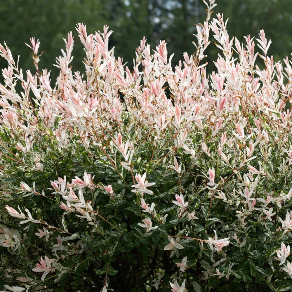 Tri-Color Willow Tree 3 Tri-Color Willow Tree - Image 3
