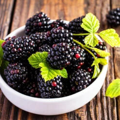 Triple Crown Blackberry Plant - USDA Organic 7 Triple Crown Blackberry Plant - USDA Organic -Plant Sales Store Triple Crown Blackberry 2 f4c1707d 0278 4583 832b 171127df1ba2