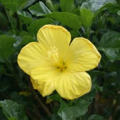 Yellow Tropical Hibiscus Tree -Plant Sales Store Tropical Hibiscus Yellow 3