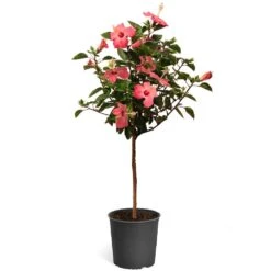Pink Tropical Hibiscus Tree -Plant Sales Store Tropical Pink Hibiscus 2