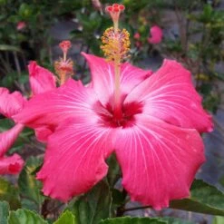 Pink Tropical Hibiscus Tree -Plant Sales Store Tropical Pink Hibiscus 3 FGT