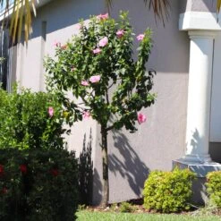 Pink Tropical Hibiscus Tree -Plant Sales Store Tropical Pink Hibiscus 6