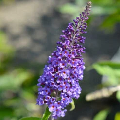 True Blue Butterfly Bush (Tree Form) -Plant Sales Store True Blue Butterfly 3 BB