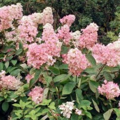 Vanilla Strawberry™ Hydrangea Shrub 7 Vanilla Strawberry™ Hydrangea Shrub -Plant Sales Store Vanilla Strawberry Hydrangea 3 FGT