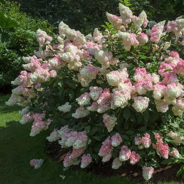 Vanilla Strawberry™ Hydrangea Shrub 1 Vanilla Strawberry™ Hydrangea Shrub