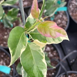 Pink Variegated Eureka Lemon Bush -Plant Sales Store Variegated Pink Eureka 7 dbfb1cfe f5d9 45c1 aac9 7809e00cecc3