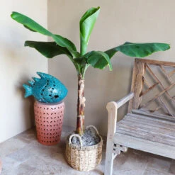Boho House Plant Kit 12 Boho House Plant Kit -Plant Sales Store Veranda Banana 3 9a882426 fee0 400e bf5e cc653dcfb427