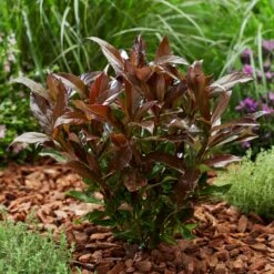 Coppertop® Sweet Viburnum Shrub -Plant Sales Store Viburnum Coppertop 2