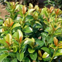 Volcano Cherry Laurel -Plant Sales Store Volcano Laurel 3 FGT