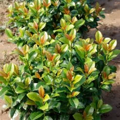 Volcano Cherry Laurel -Plant Sales Store Volcano Laurel 4