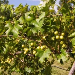 Wine Lover's Kit 8 Wine Lover's Kit -Plant Sales Store WIne Lovers Kit 2