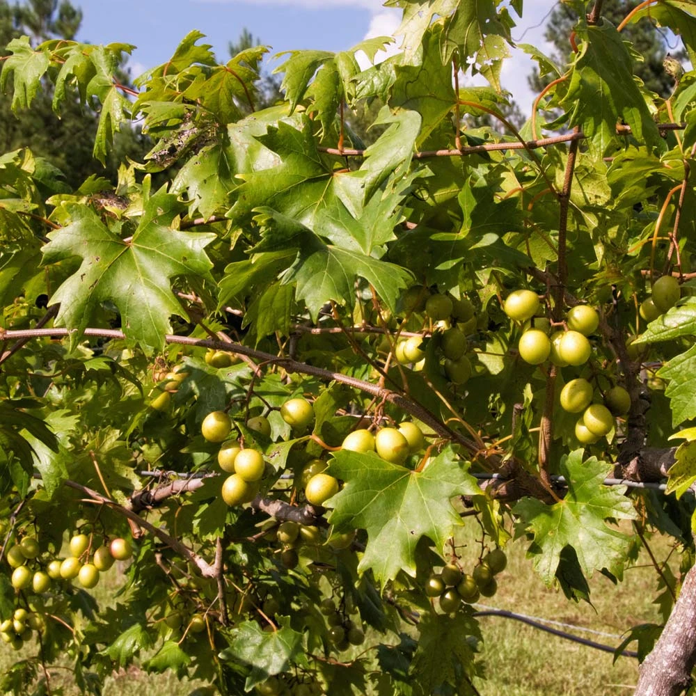 Wine Lover's Kit 4 Wine Lover's Kit - Image 4