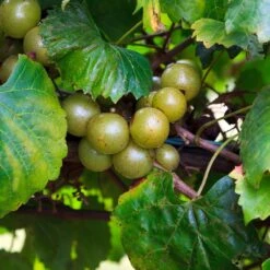 Wine Lover's Kit 9 Wine Lover's Kit -Plant Sales Store WIne Lovers Kit 3