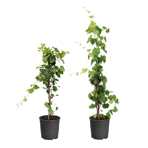 Wine Lover's Kit 1 Wine Lover's Kit