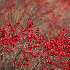 Winter Red Winterberry Holly Shrub 10 Winter Red Winterberry Holly Shrub -Plant Sales Store WInter Red winterberry 1