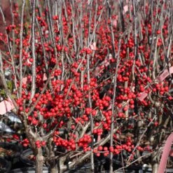 Winter Red Winterberry Holly Shrub 12 Winter Red Winterberry Holly Shrub -Plant Sales Store WInter Red winterberry 3G