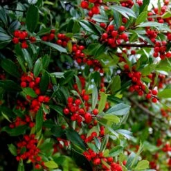 Winter Red Winterberry Holly Shrub 9 Winter Red Winterberry Holly Shrub -Plant Sales Store WInter Red winterberry 6