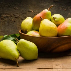 Warren Pear Tree -Plant Sales Store Warren Pear Tree 1