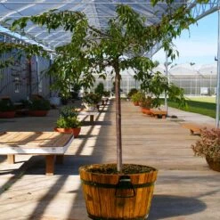 Weeping Extraordinaire™ Cherry Tree -Plant Sales Store Weeping Extraordinaire Cherry 1