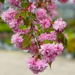 Weeping Extraordinaire™ Cherry Tree -Plant Sales Store Weeping Extraordinaire Cherry 2