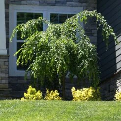 Weeping Extraordinaire™ Cherry Tree -Plant Sales Store Weeping Extraordinaire Cherry 4