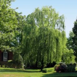 Weeping Willow -Plant Sales Store Weeping Willow 2 FGT