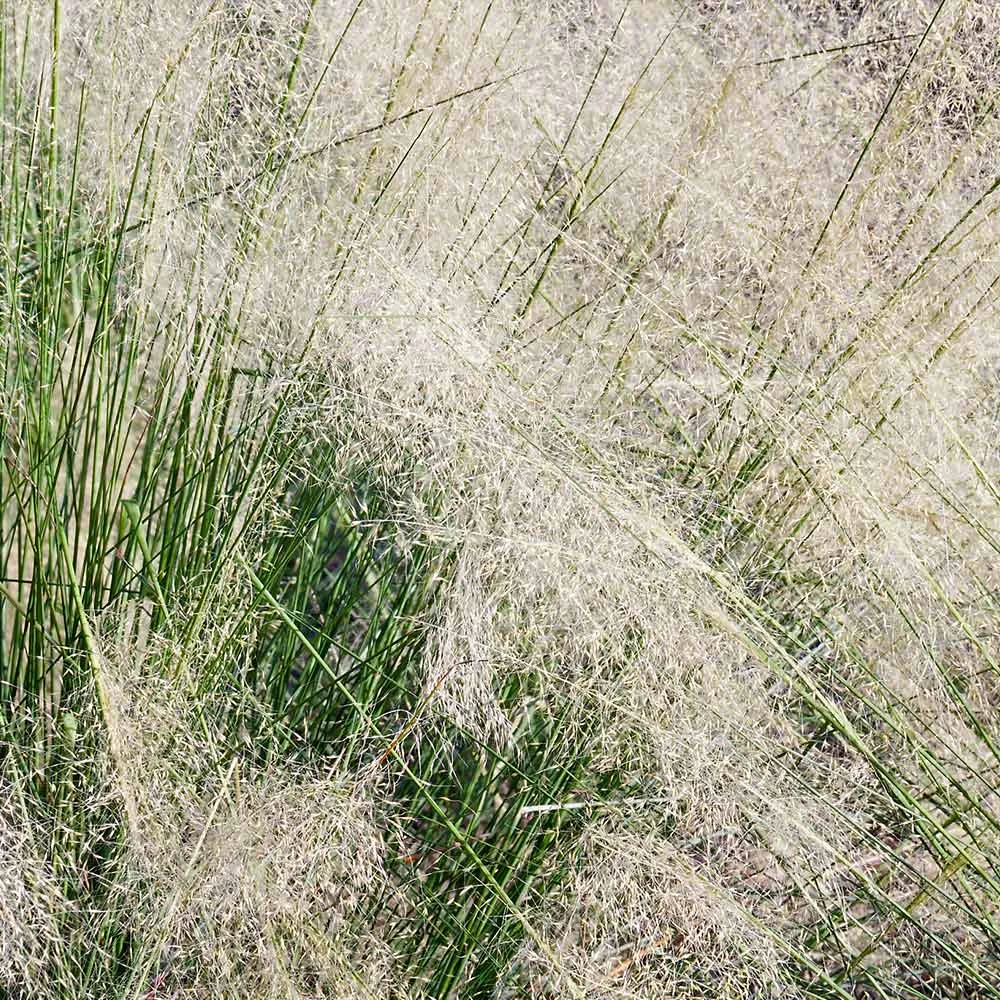 White Cloud Muhly Grass 4 White Cloud Muhly Grass - Image 4
