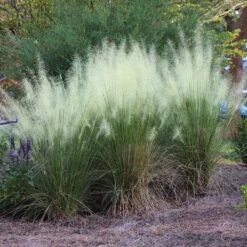 White Cloud Muhly Grass 6 White Cloud Muhly Grass -Plant Sales Store White Cloud Muhly Grass 4 FGT