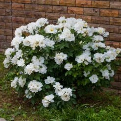 White Knock Out® Rose 7 White Knock Out® Rose -Plant Sales Store White Knockout Rose 4