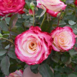 White Lies™ Rose Shrub 7 White Lies™ Rose Shrub -Plant Sales Store White Lies Rose 2