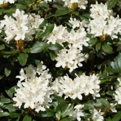 White Rhododendron -Plant Sales Store White Rhododendron 2 FGT