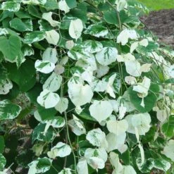 Whitewater Redbud Tree -Plant Sales Store Whitewater Redbud 2