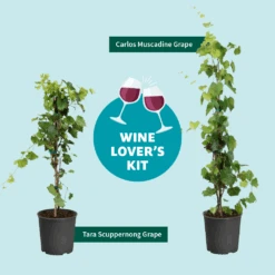 Tara Scuppernong Grape -Plant Sales Store Wine Lovers Kit Graphic 301366c6 ebcf 4d94 ad77 06f0e938ca39