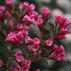 Wine & Roses® Weigela Shrub -Plant Sales Store Wine and Roses Weigela 3 FGT