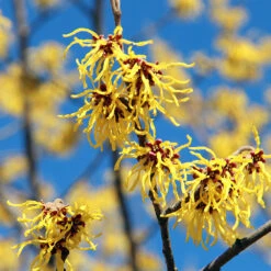 Common Witch Hazel Shrub -Plant Sales Store Witch Hazel 1