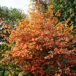 Common Witch Hazel Shrub -Plant Sales Store Witch Hazel 7