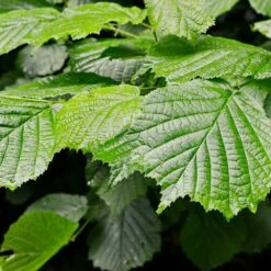 Jelena Witch Hazel Shrub -Plant Sales Store Witch Hazel Jelena 4